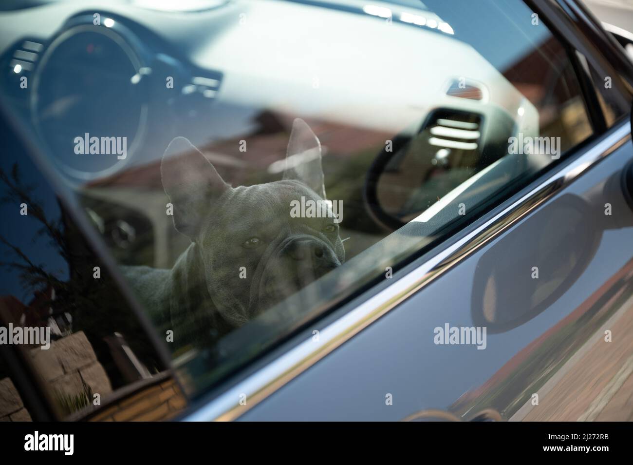 Il cane che guarda triste è rimasto in un'auto calda nel parcheggio - non lasciare gli animali da soli in auto calde Foto Stock