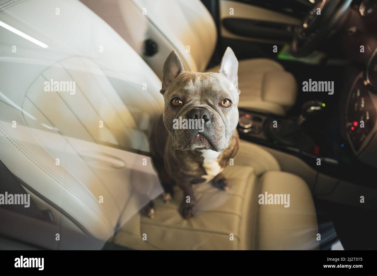 Il cane che guarda triste è rimasto in un'auto calda nel parcheggio - non lasciare gli animali da soli in auto calde Foto Stock