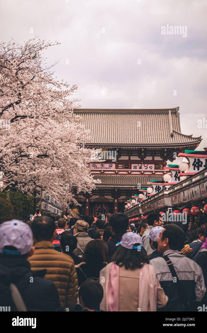 Turisti che visitano il tempio durante la fioritura dei ciliegi Foto Stock