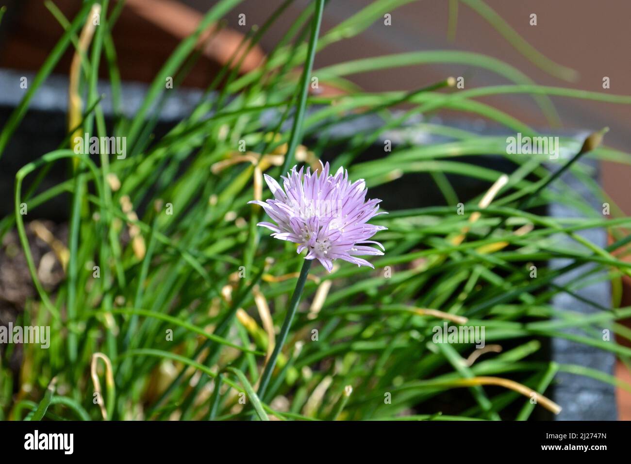 Primo piano di un fiore di erba cipollina viola Foto Stock