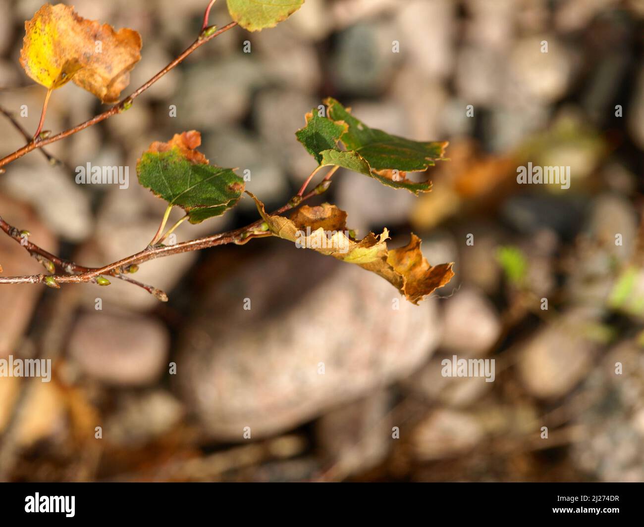 Primo piano di un rametto con foglie che hanno cominciato ad asciugare Foto Stock