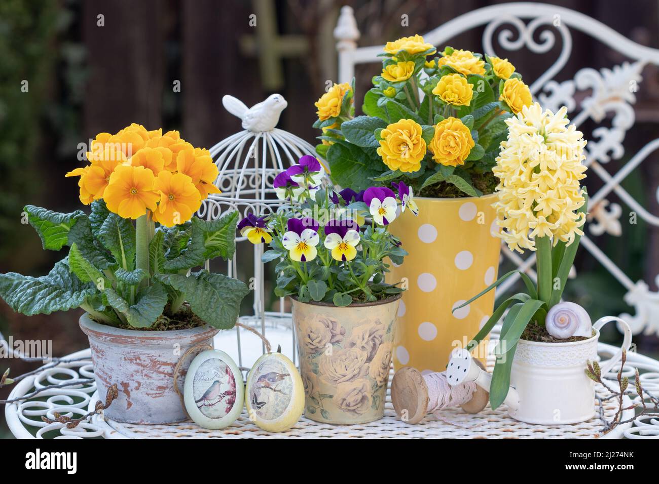 fiore giallo della viola, primrose e giacinto in vasi d'annata in giardino Foto Stock