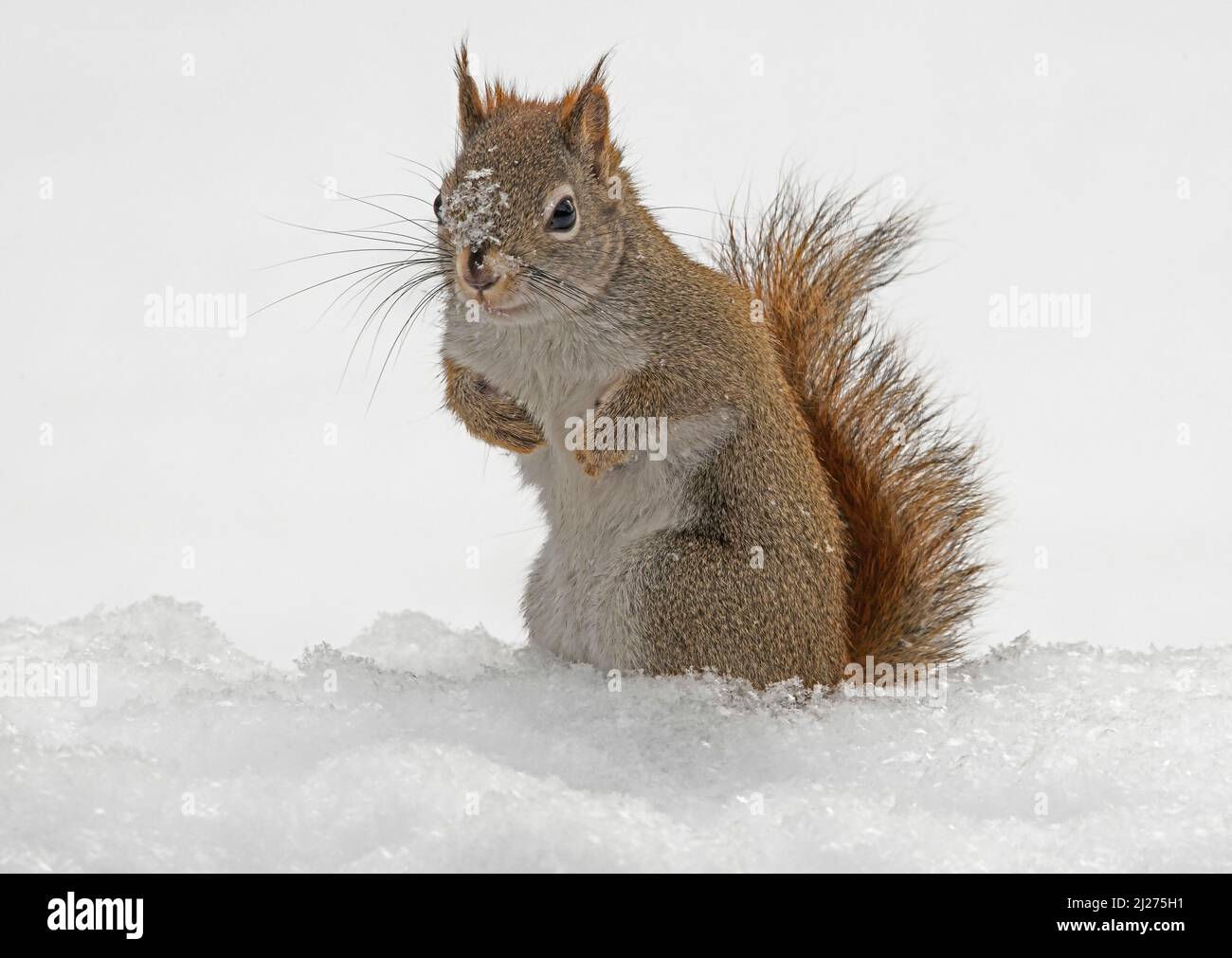 American Red Squirrel (Tamiasciurus hudsonicus), Winter Setting, e North America, by Skip Moody/Dembinsky Photo Assoc Foto Stock