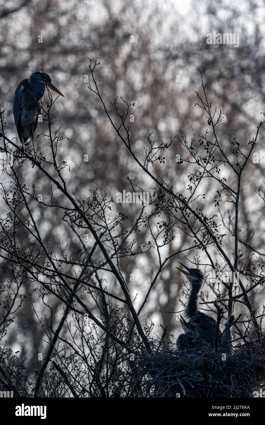 Dal suo persico su un ramo alto sopra il nido, un airone femminile (Ardea cinerea) guarda giù sulla sua covata affamata, supplicando per il cibo nel nido sotto Foto Stock