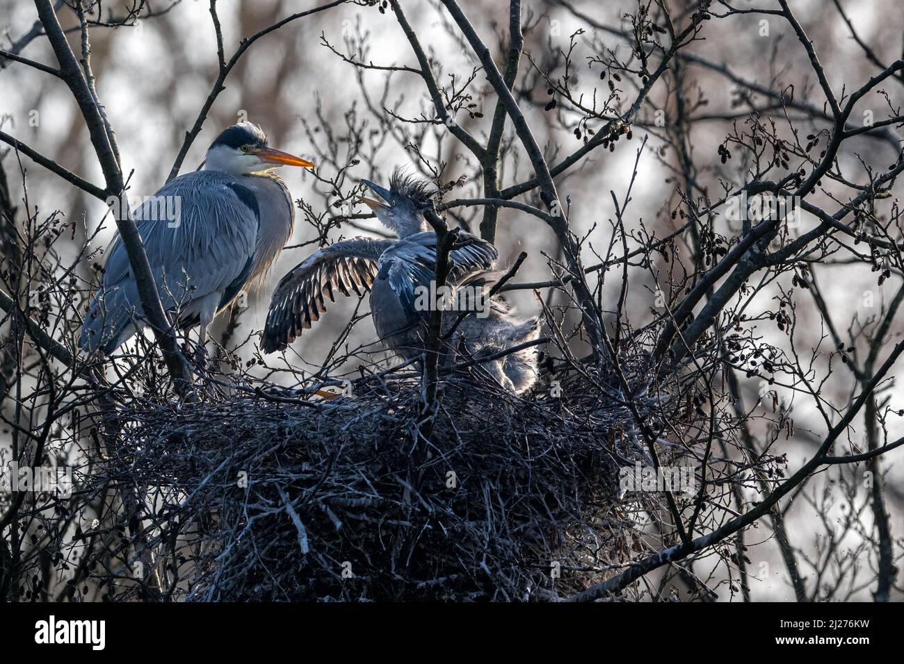 Un cazzo di aironi grigio affamato rimonra con la sua madre sofferente a lungo Foto Stock