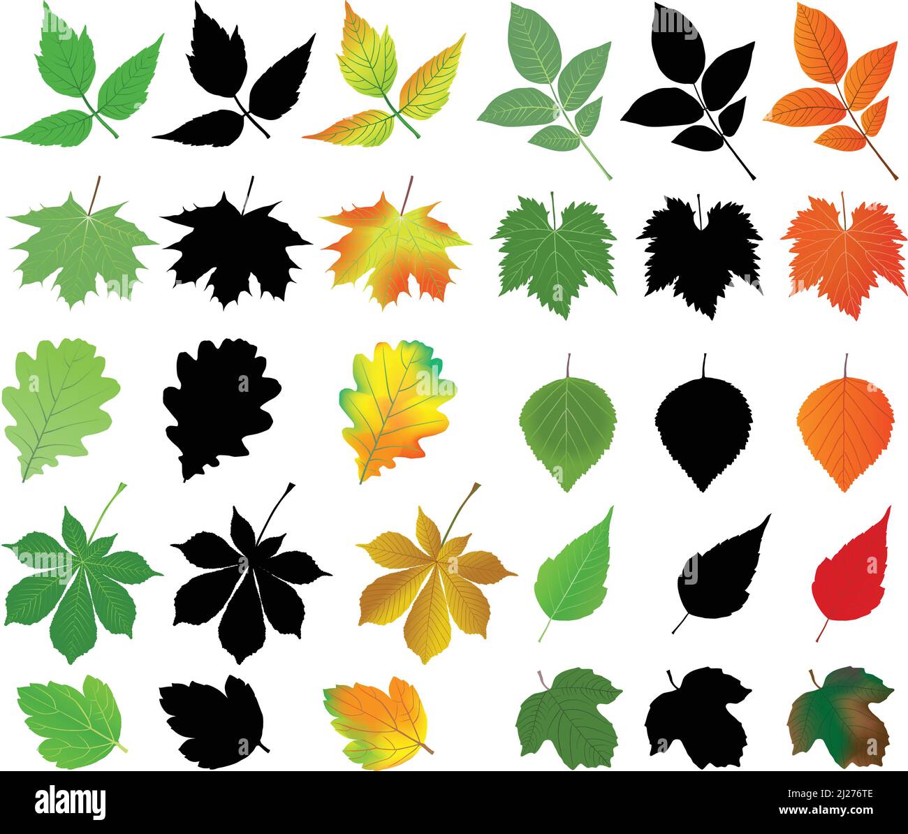 Raccolta di diverse specie di foglie in silhouette e immagini di colore: acero, castagno, betulla, noce, uva Illustrazione Vettoriale