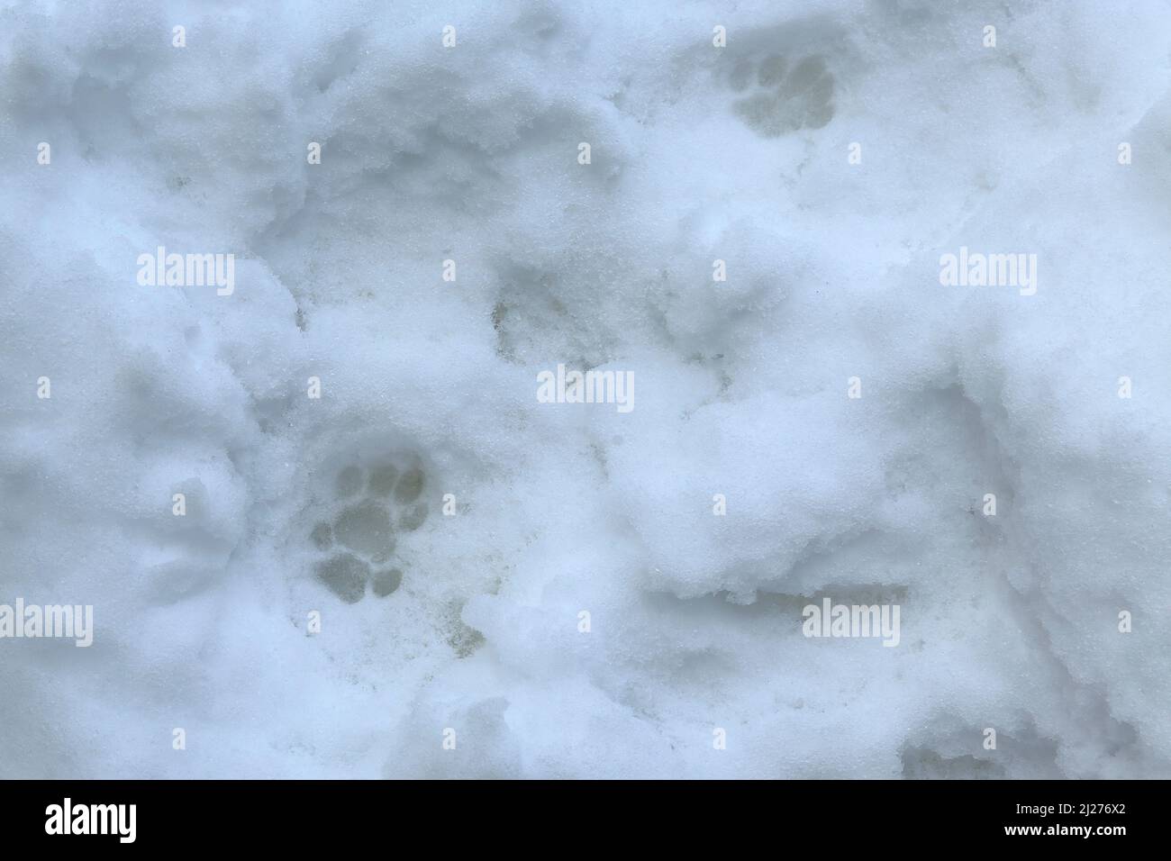 Cat paw stampa nella neve. Foto Stock