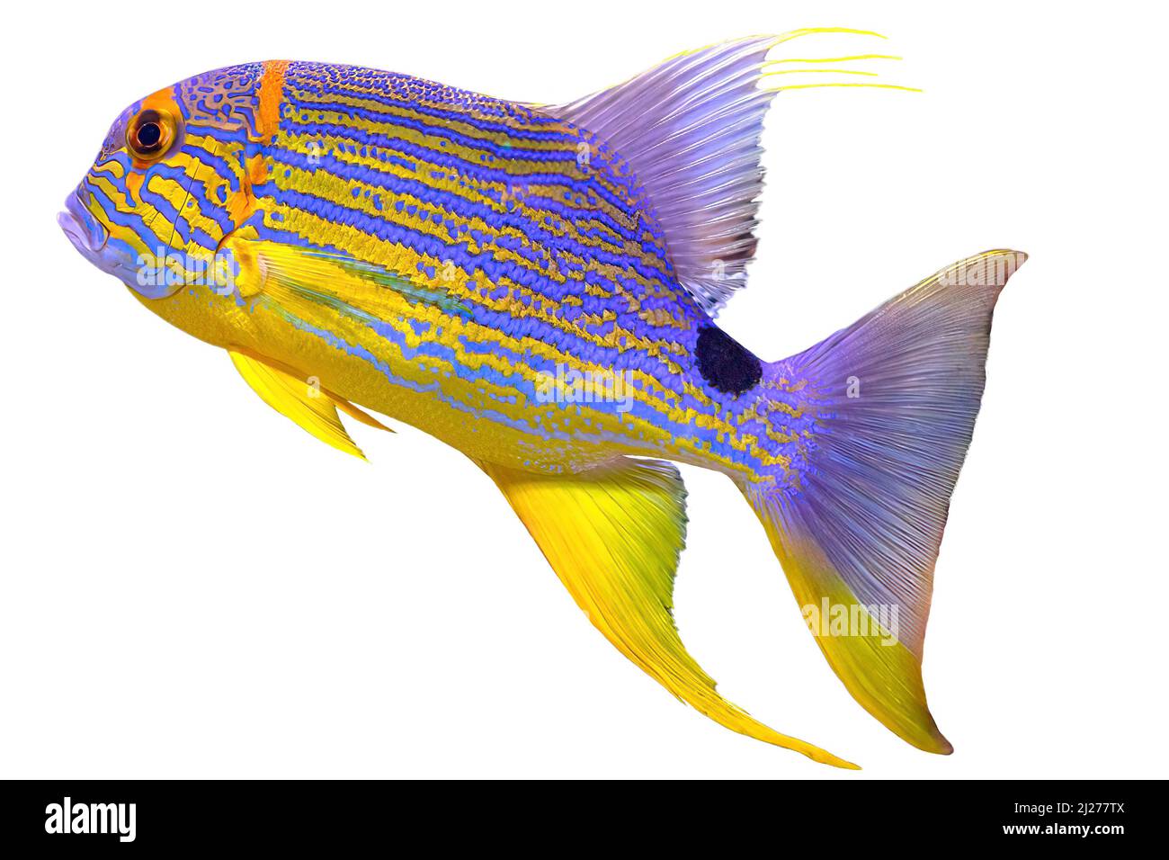 Un pesce dentice Sailfin o orata blu isolato su sfondo bianco. Symphorichthys spilurus specie che vivono nell'Oceano Indiano e occidentale Foto Stock