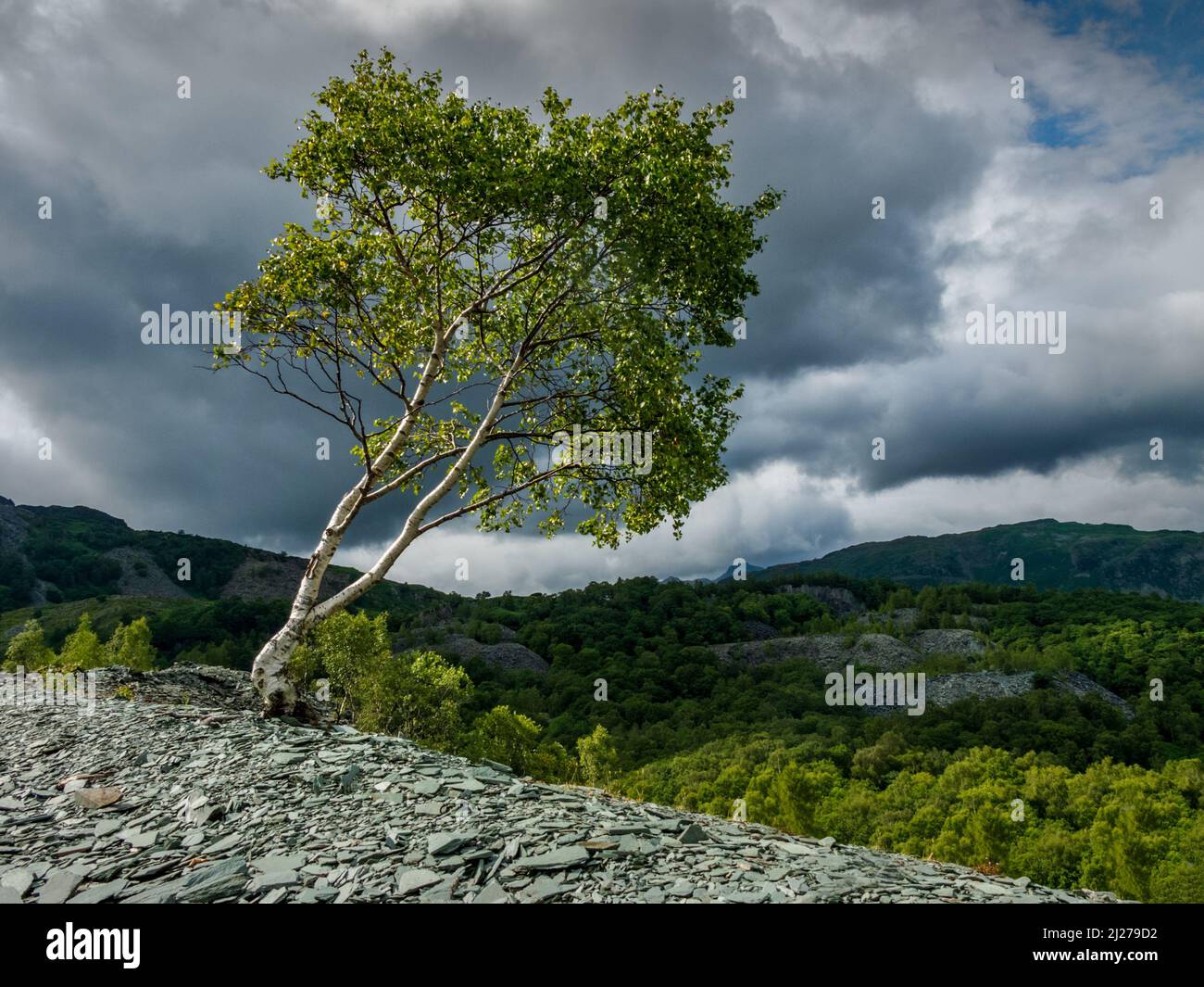 Una betulla d'argento che va in un mucchio di barili d'ardesia in Hodge Close Quarry, Tilberthwaite, Cumbria Foto Stock