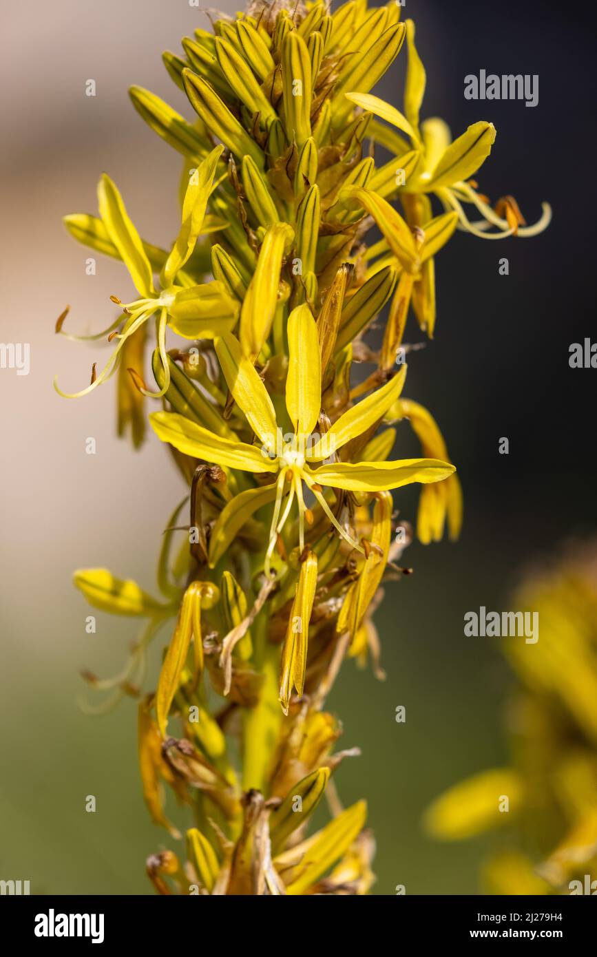 Fiori di Asphodeline lutea comunemente chiamato lancia del re Foto Stock