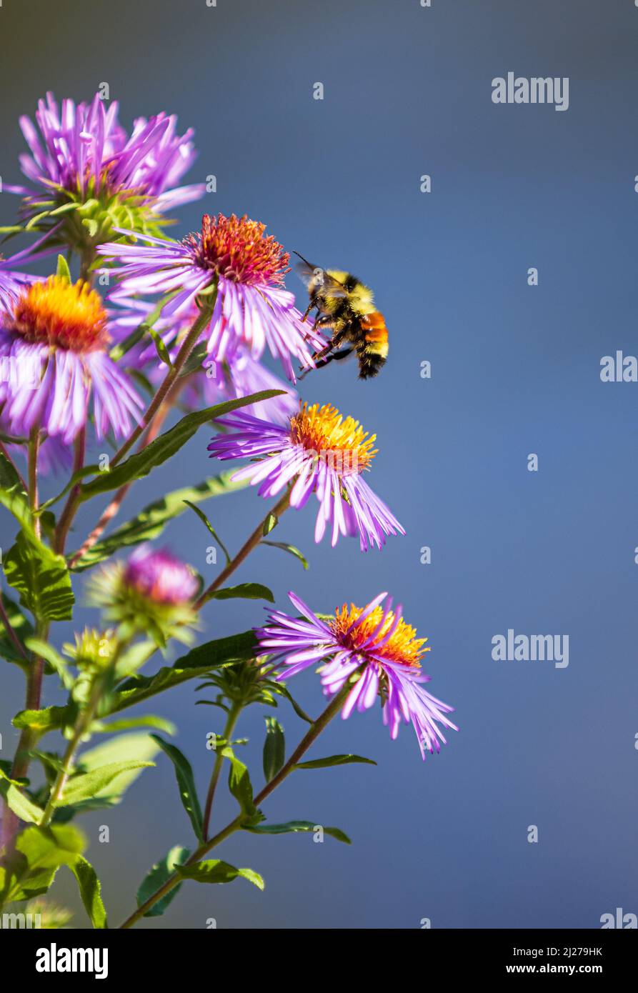 Bumblebee fora fiori viola Foto Stock