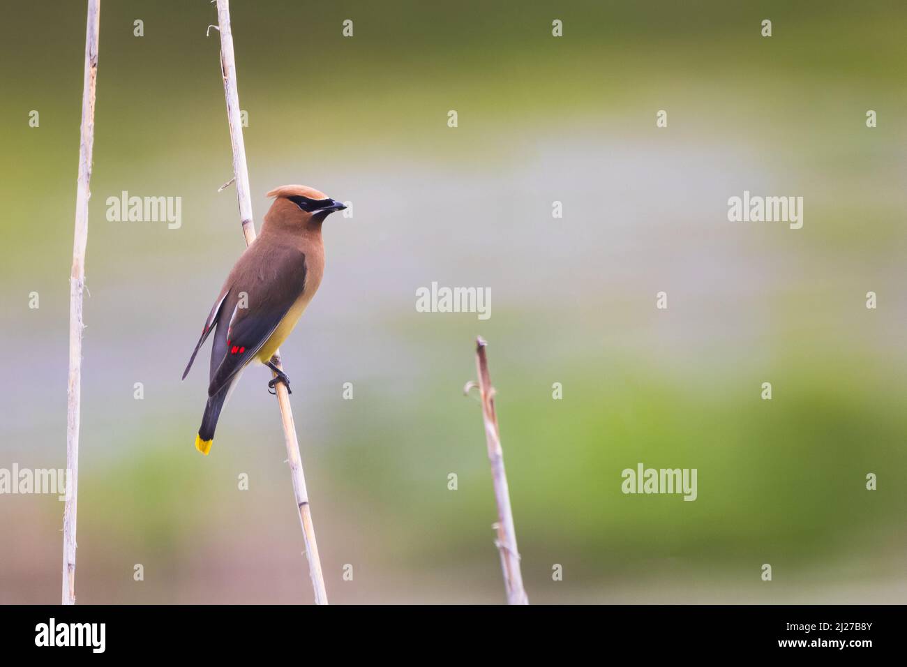 l'uccello bohemian di waxwing ha caccia dell'insetto posato su un gambo della canna. Foto Stock