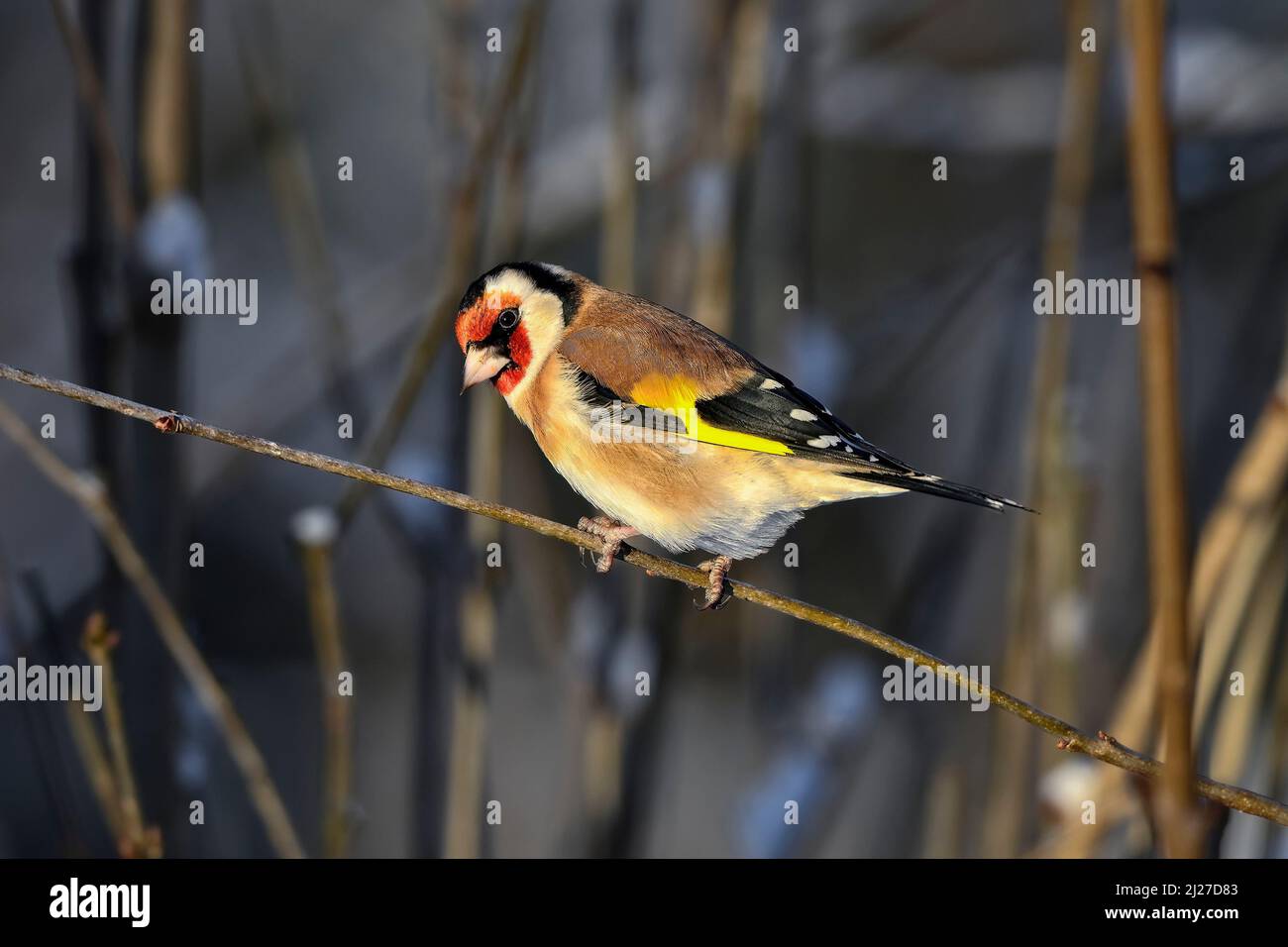 Goldfinch in inverno freddo Foto Stock