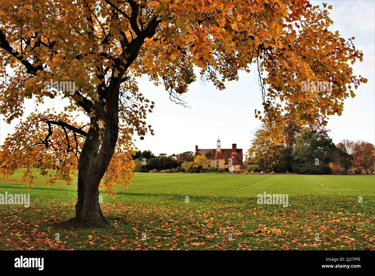 Albero autunnale di colore arancione, parchi universitari, Oxford, Inghilterra. Cadono all'Università di Oxford. Scena autunnale del campo di gioco Foto Stock