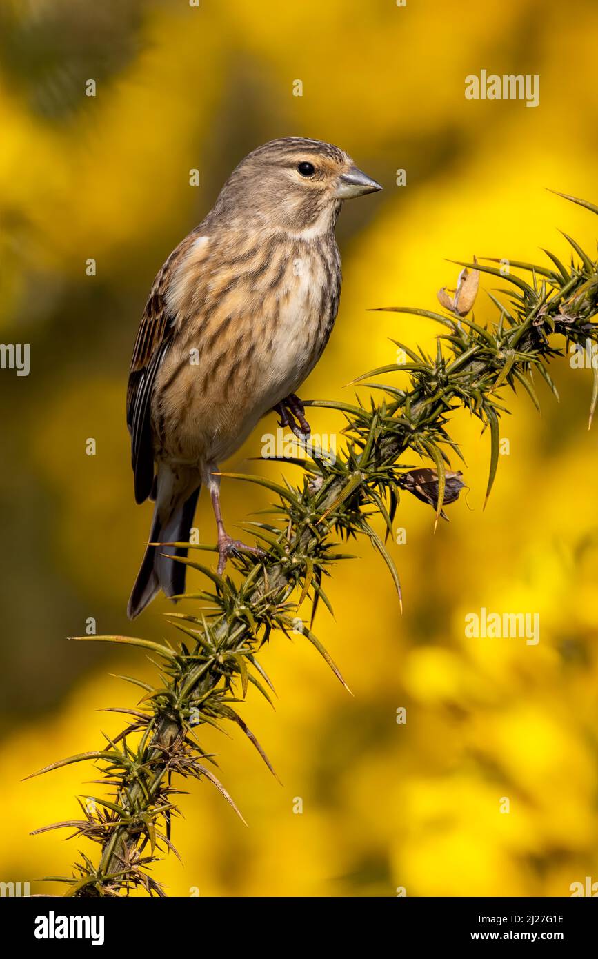 Linnett femmina su Gorse Foto Stock
