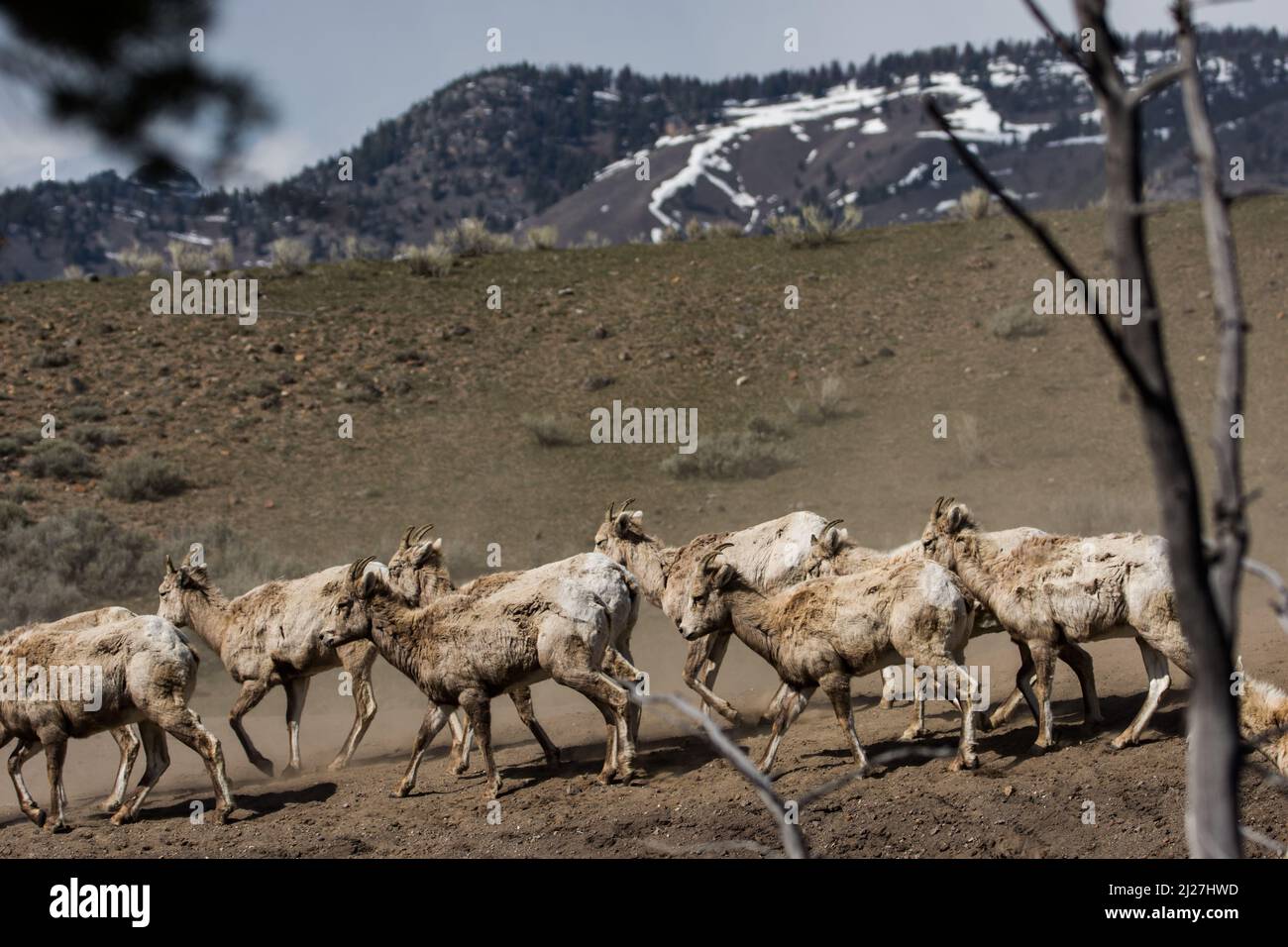 Pecora di Bighorn in Yellowstone. Foto Stock