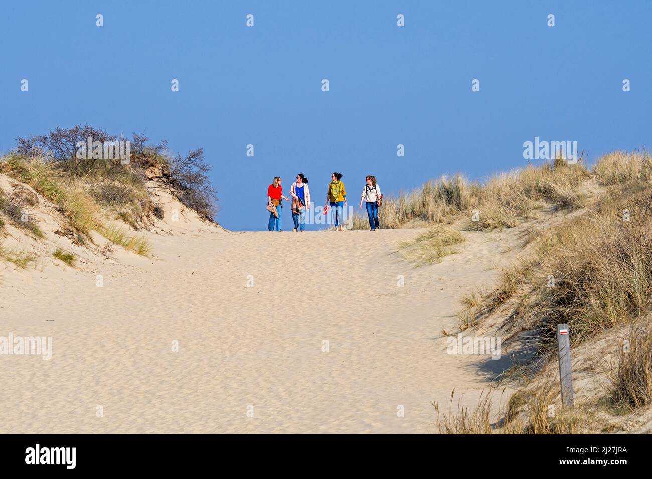 Quattro allegri amici/donne di mezza età nei loro 30s a piedi in dune di sabbia lungo la costa del mare del Nord in una giornata di sole in primavera Foto Stock