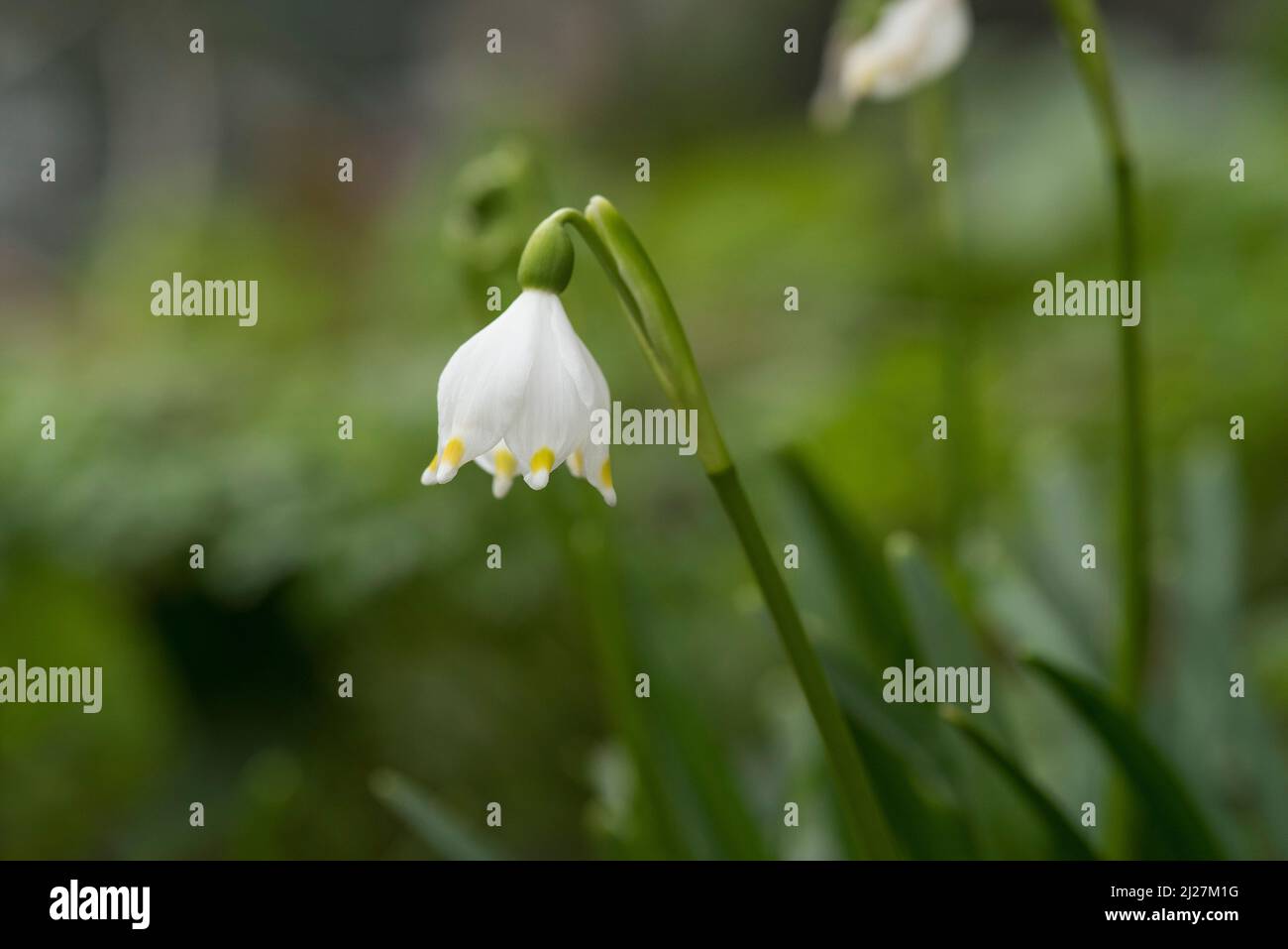 Primo piano di una primavera bianca Snowflakes, Leucojum vernum, vicino a Snowdrops Foto Stock