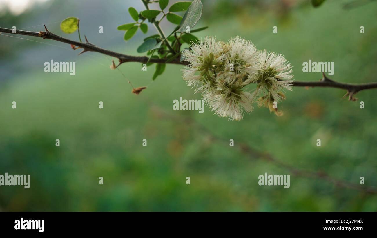 Primo piano di fiori di Pithecellobium dulce noto anche come Manila tamarind, Camachile, Guayamochil, Madrasthorn, Blackbead ecc Spoted nel lago di Madiwala Foto Stock