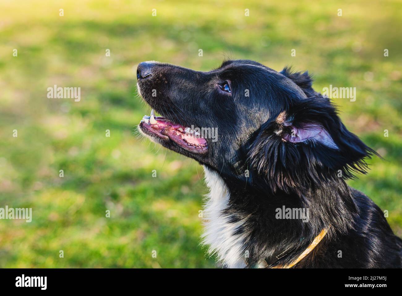 Primo piano ritratto di una giovane collie di bordo bianco e nero mongrel con bocca aperta, vista laterale, seduta su erba verde e gialla. Giornata di sole in un parco. Foto Stock