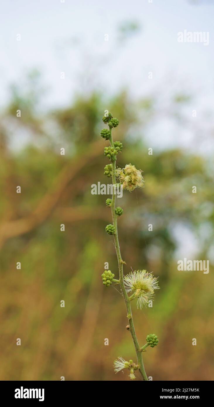 Primo piano di fiori di Pithecellobium dulce noto anche come Manila tamarind, Camachile, Guayamochil, Madrasthorn, Blackbead ecc Spoted nel lago di Madiwala Foto Stock