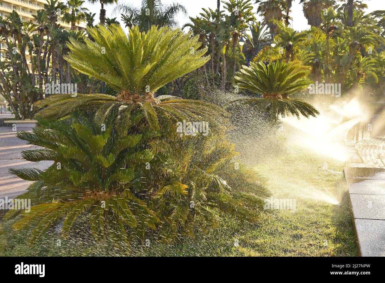 Irrigazione mattutina nel parco urbano con palme, Malaga Andalusia Spagna. Foto Stock