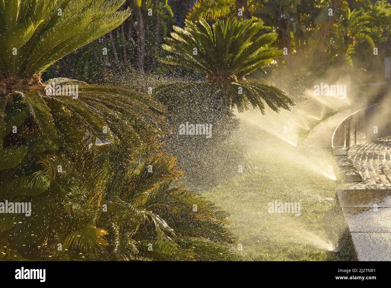 Irrigazione mattutina nel parco urbano con palme, Malaga Andalusia Spagna. Foto Stock