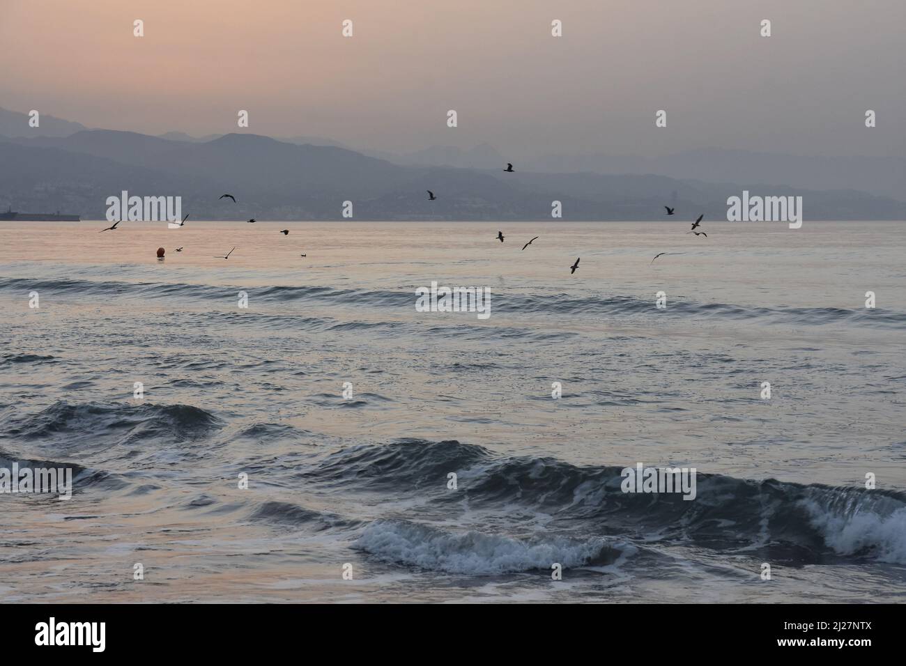 Gregge di gabbiani che volano sul mare Mediterraneo all'alba a Malaga, Spagna meridionale. Foto Stock