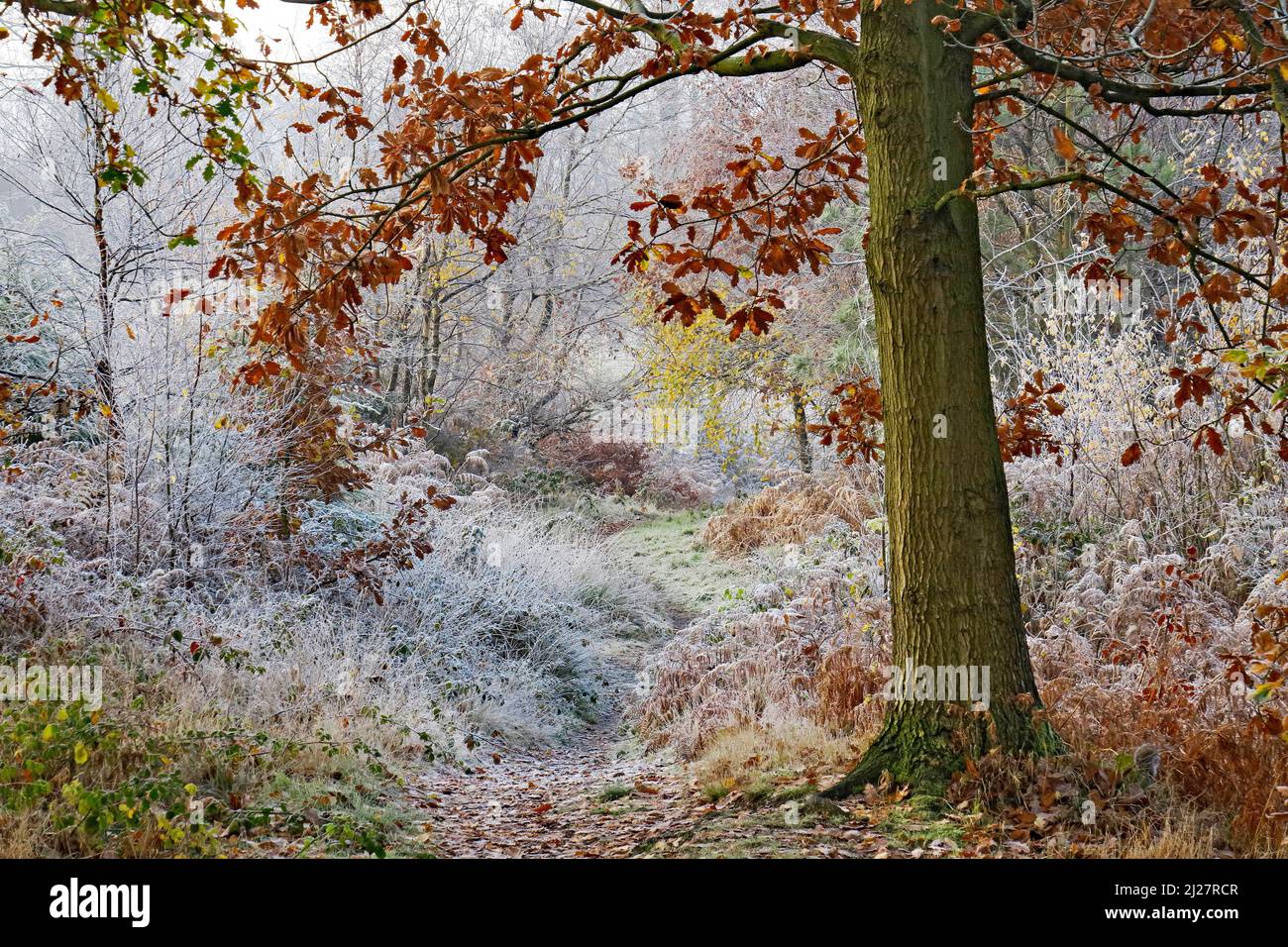Gravi gelo aggrappa agli alberi a fine autunno inizio inverno su Cannock Chase AONB (area di straordinaria bellezza naturale) in Staffordshire Inghilterra Regno Unito Foto Stock