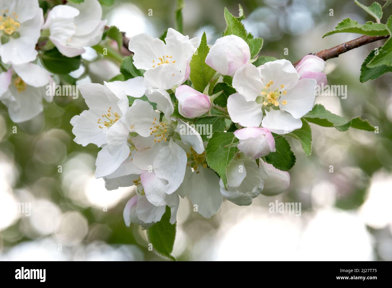 Fiori di mela granchio, Wallowa Valley, Oregon. Foto Stock