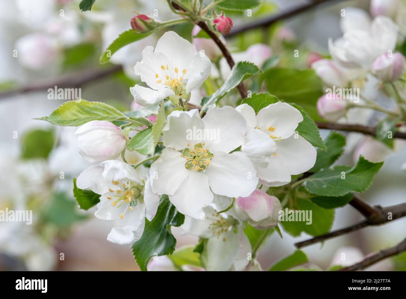 Fiori di mela granchio, Wallowa Valley, Oregon. Foto Stock