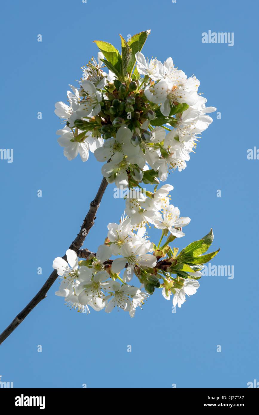 Fiori di mela granchio, Wallowa Valley, Oregon. Foto Stock