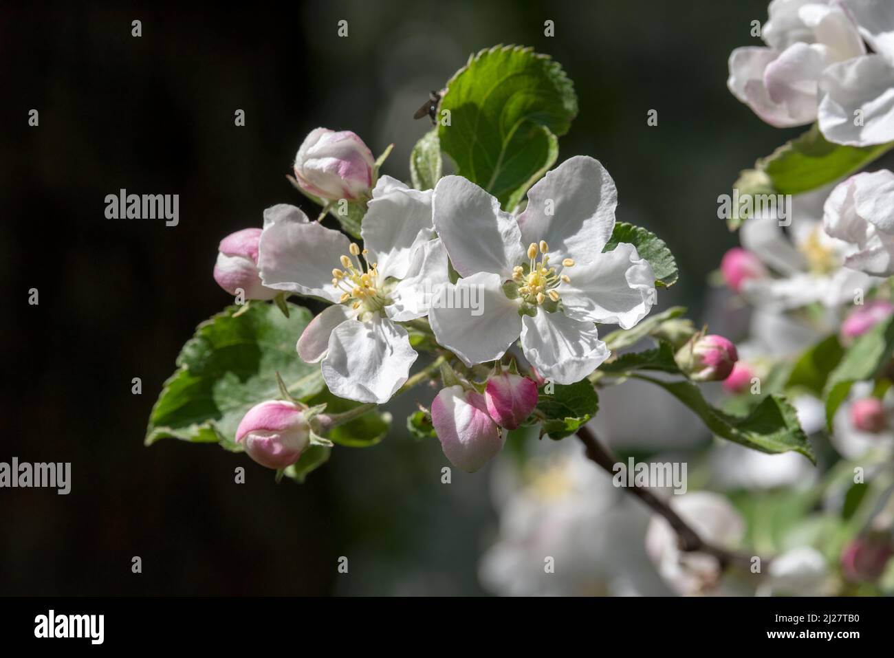 Fiori di mela granchio, Wallowa Valley, Oregon. Foto Stock