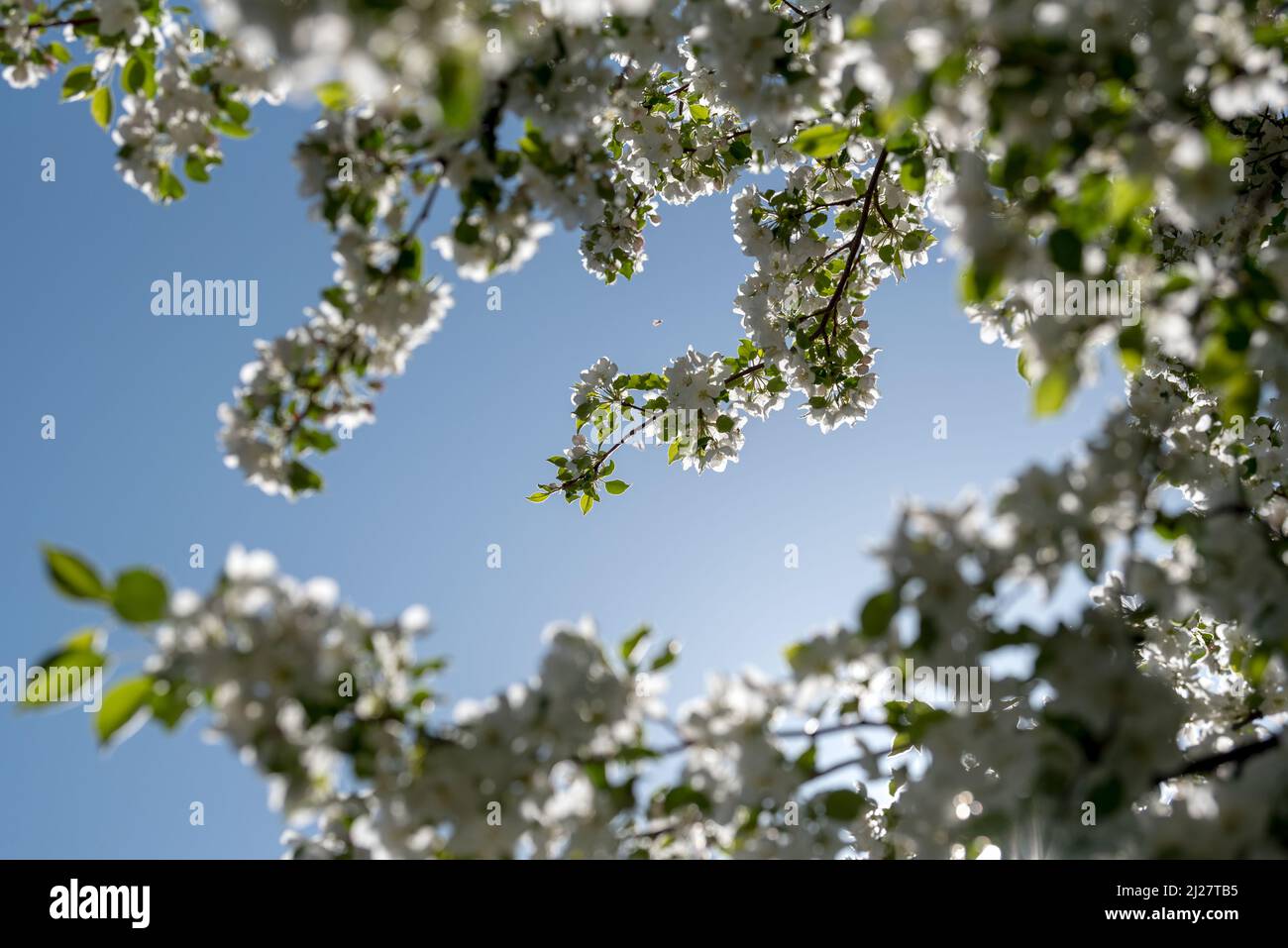 Granchio melo in fiore, Wallowa Valley, Oregon. Foto Stock