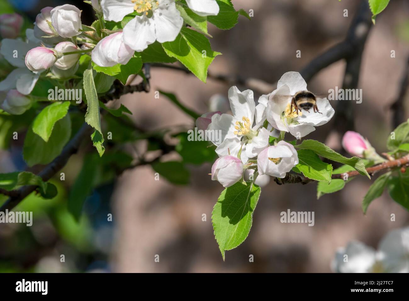 Ape impollinando granchio mela fiori, Wallowa Valley, Oregon. Foto Stock