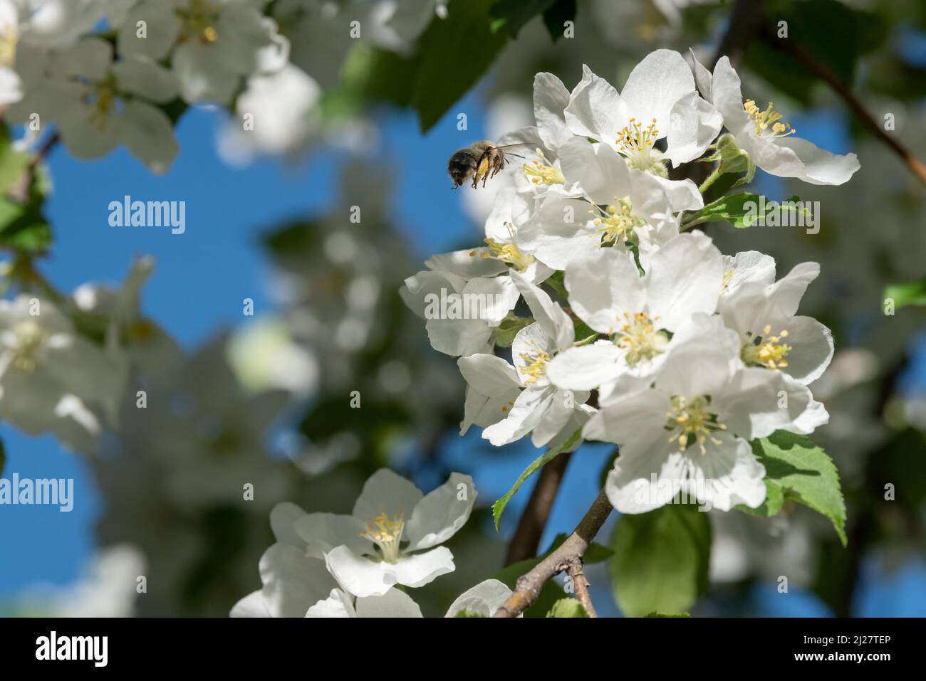 Ape impollinando granchio mela fiori, Wallowa Valley, Oregon. Foto Stock