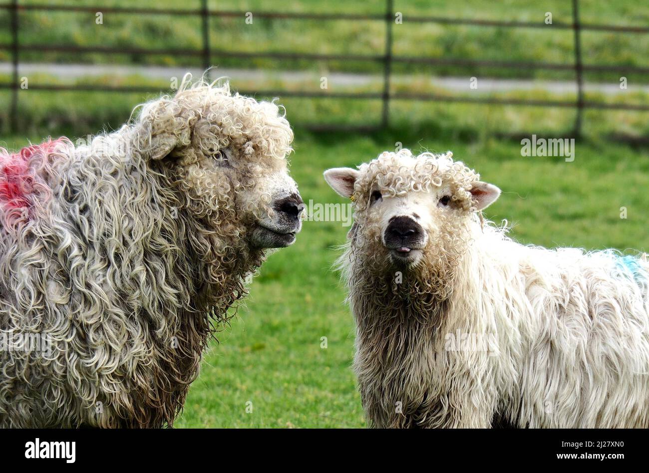 Pecora molto lanosa! Foto Stock