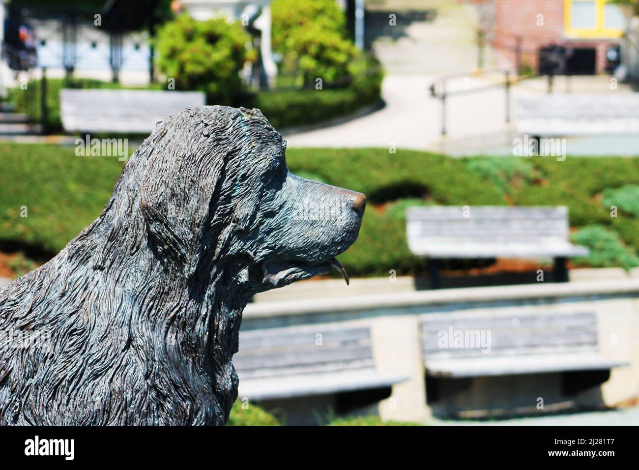 Primo piano del volto di una statua del cane Terranova a Harbourside Park, St. John's, NL Foto Stock