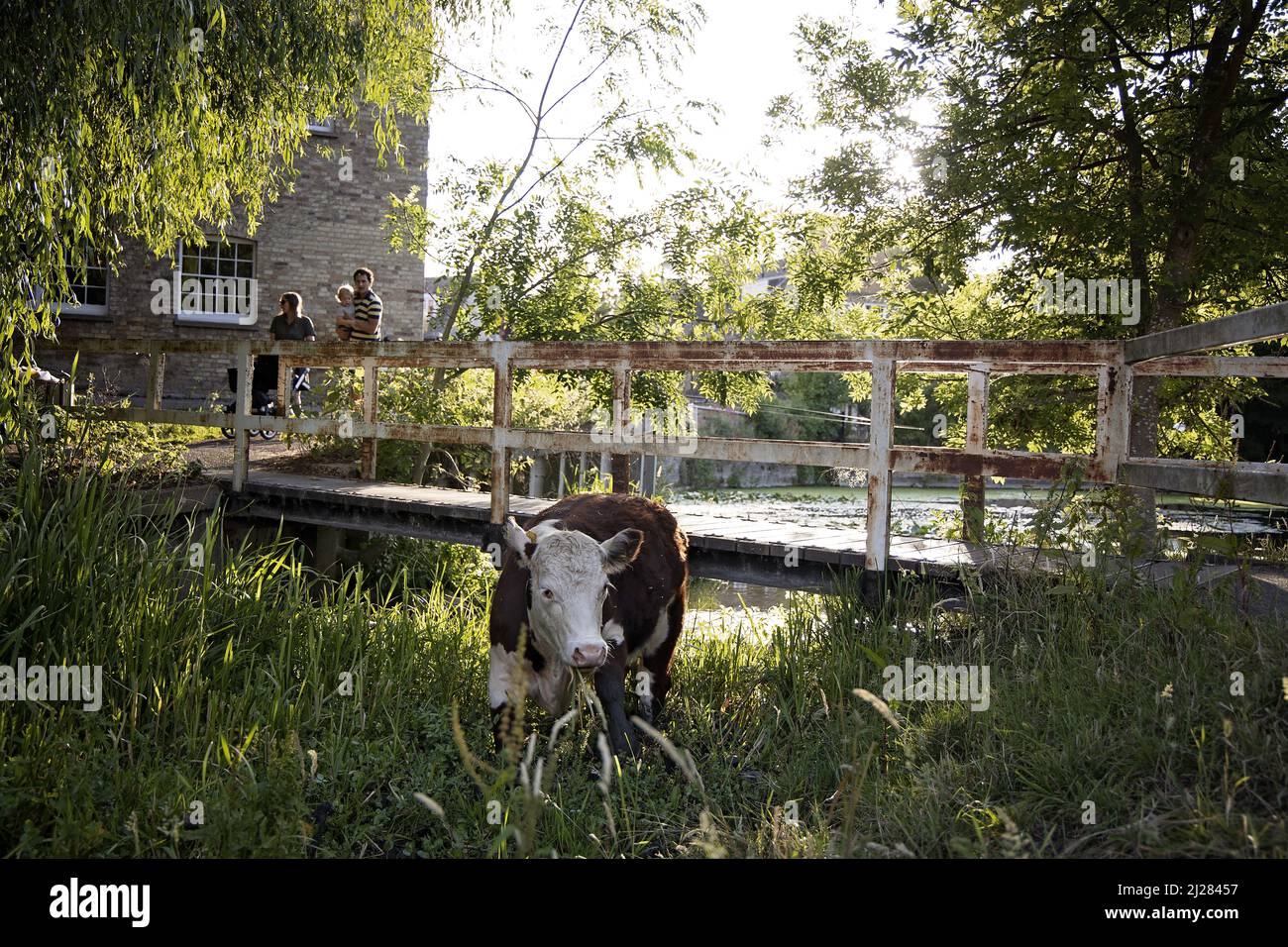 Cambridge è famosa per le sue mucche che camminano liberamente nei parchi e nei prati della città. Fanno parte del paesaggio della città e del fascino della città. Foto Stock