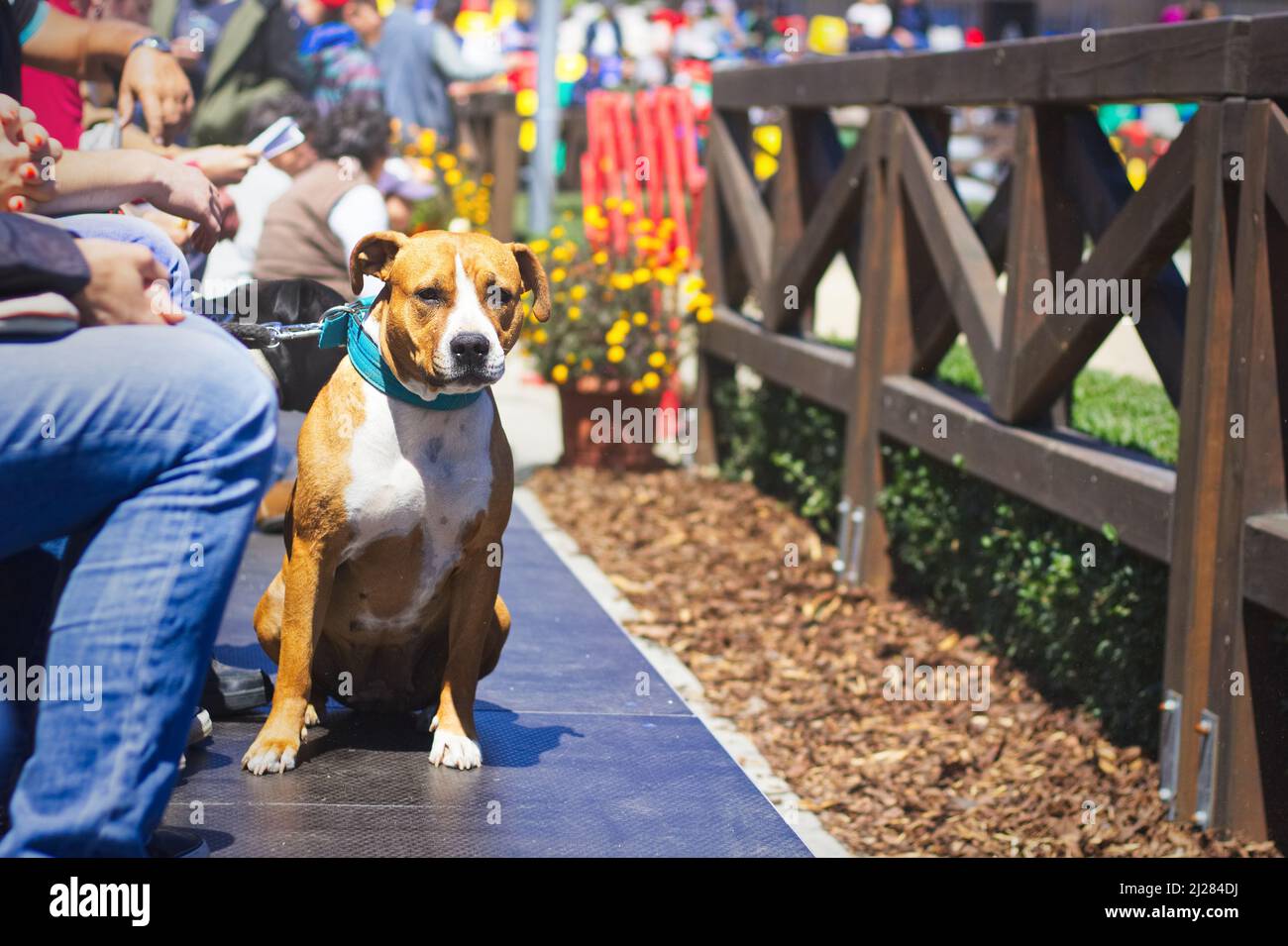 American staffordshire terrier cane tra folla di persone, carino cane Foto Stock
