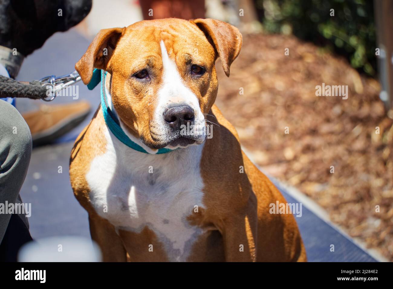 American staffordshire terrier cane tra folla di persone, carino cane Foto Stock