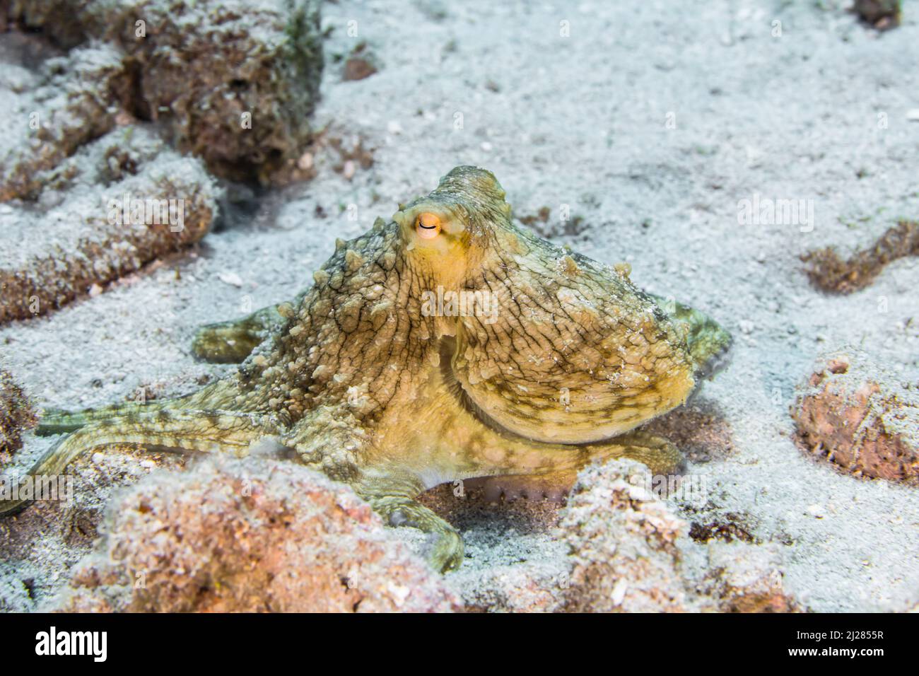 Secondcape con Octopus nella barriera corallina del Mar dei Caraibi, Curacao Foto Stock