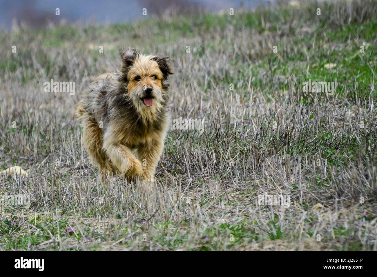 Il cane del pecora, pattugliando i confini del suo bestiame. Foto Stock