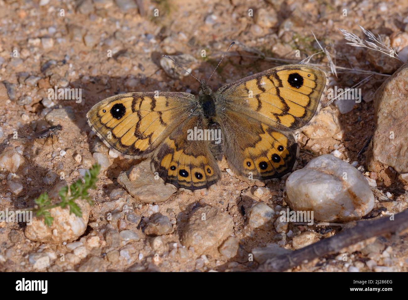 Femmina Muro marrone (Lasiommata megera) a terra Foto Stock