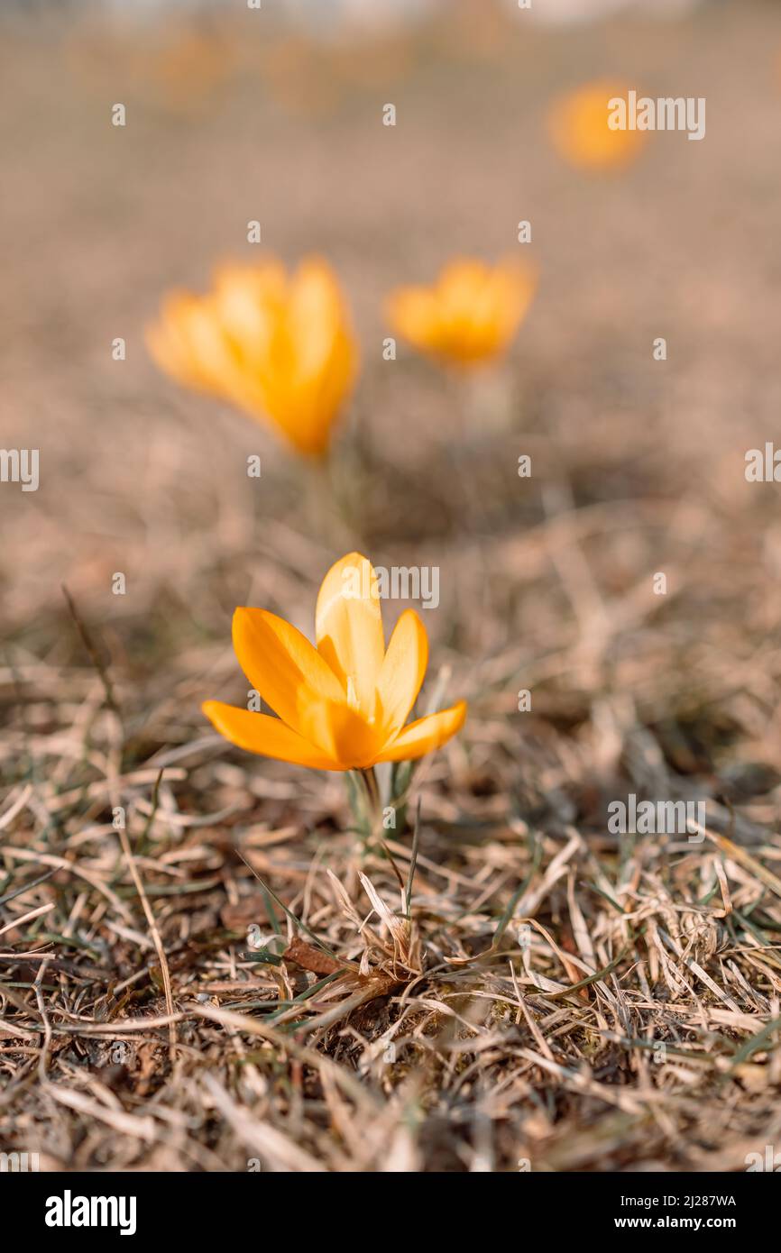 Bellissimi croci viola in fiore che sbocciano su un campo primaverile. Foto Stock