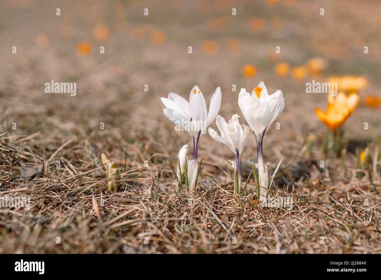 Bellissimi croci viola in fiore che sbocciano su un campo primaverile. Foto Stock