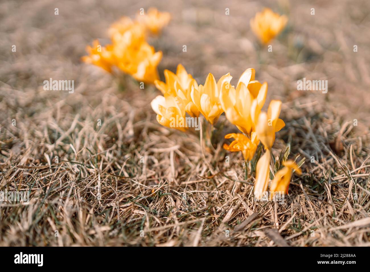 Bellissimi croci viola in fiore che sbocciano su un campo primaverile. Foto Stock