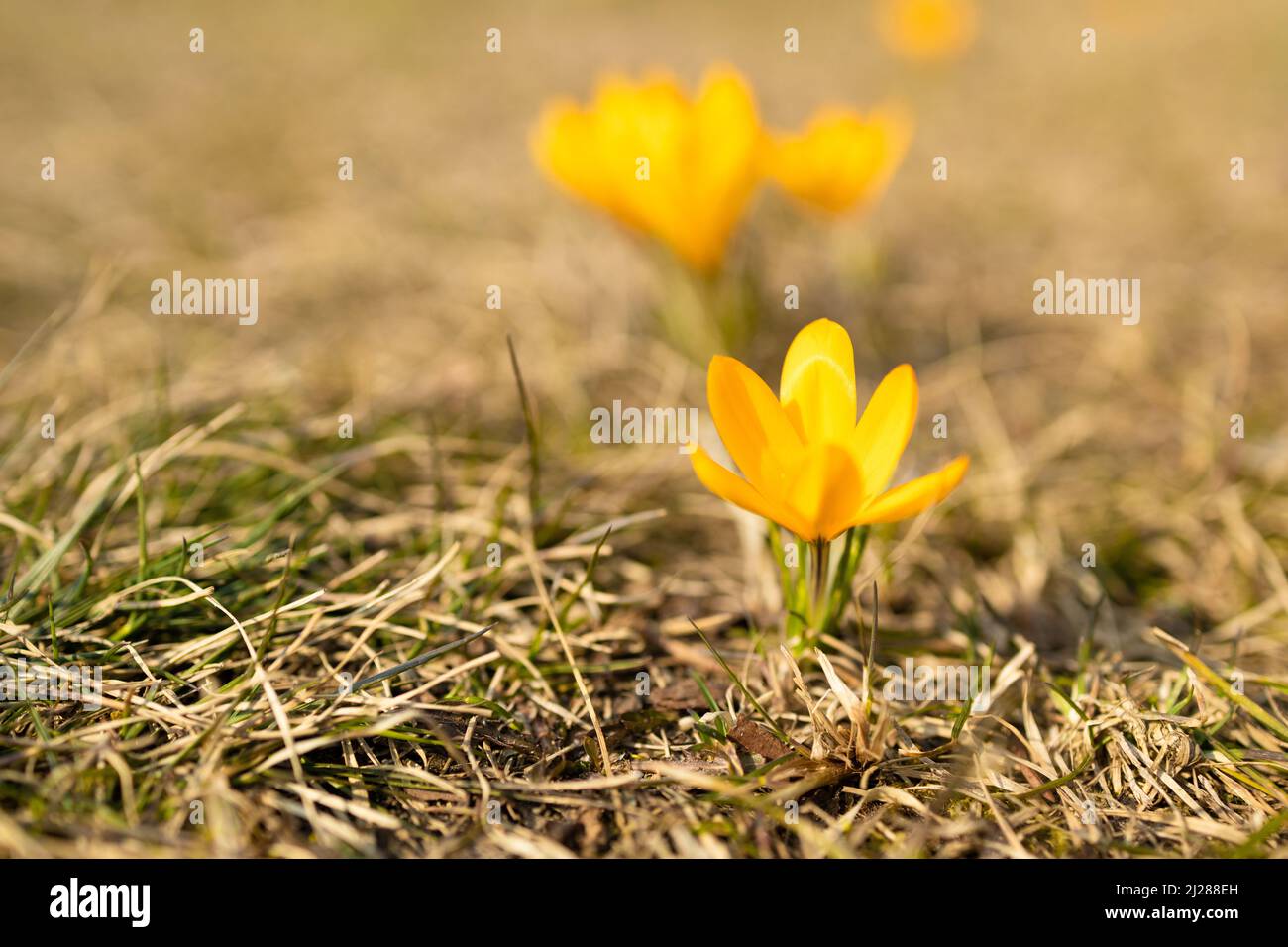 Bellissimi croci viola in fiore che sbocciano su un campo primaverile. Foto Stock