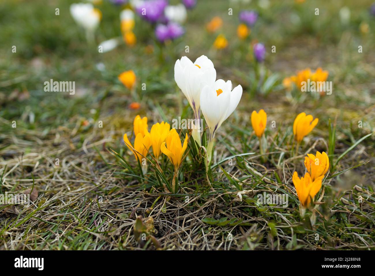 Bellissimi croci viola in fiore che sbocciano su un campo primaverile. Foto Stock