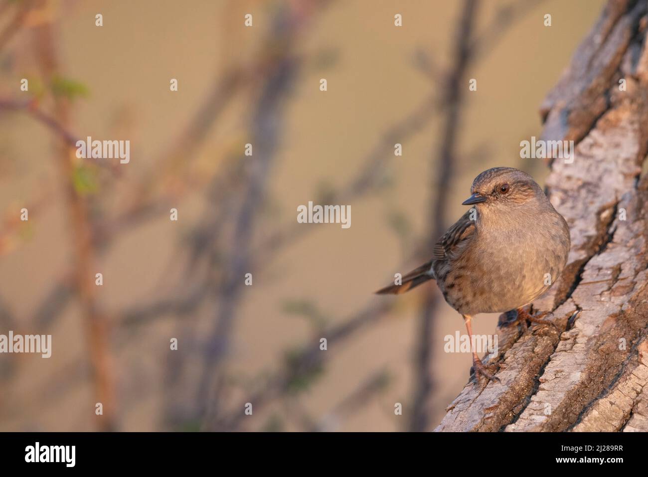 Il dunnock (Prunella modularis) è un piccolo uccello passerino. Foto Stock